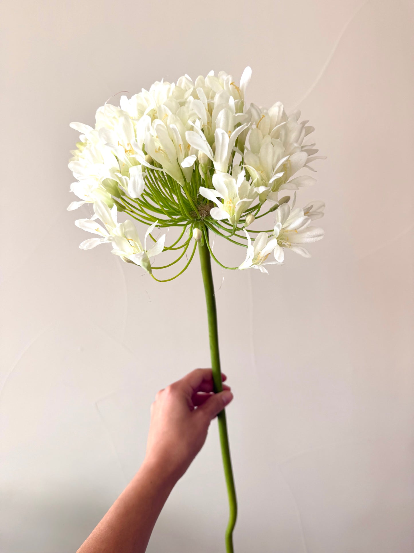 White Agapanthus Stem