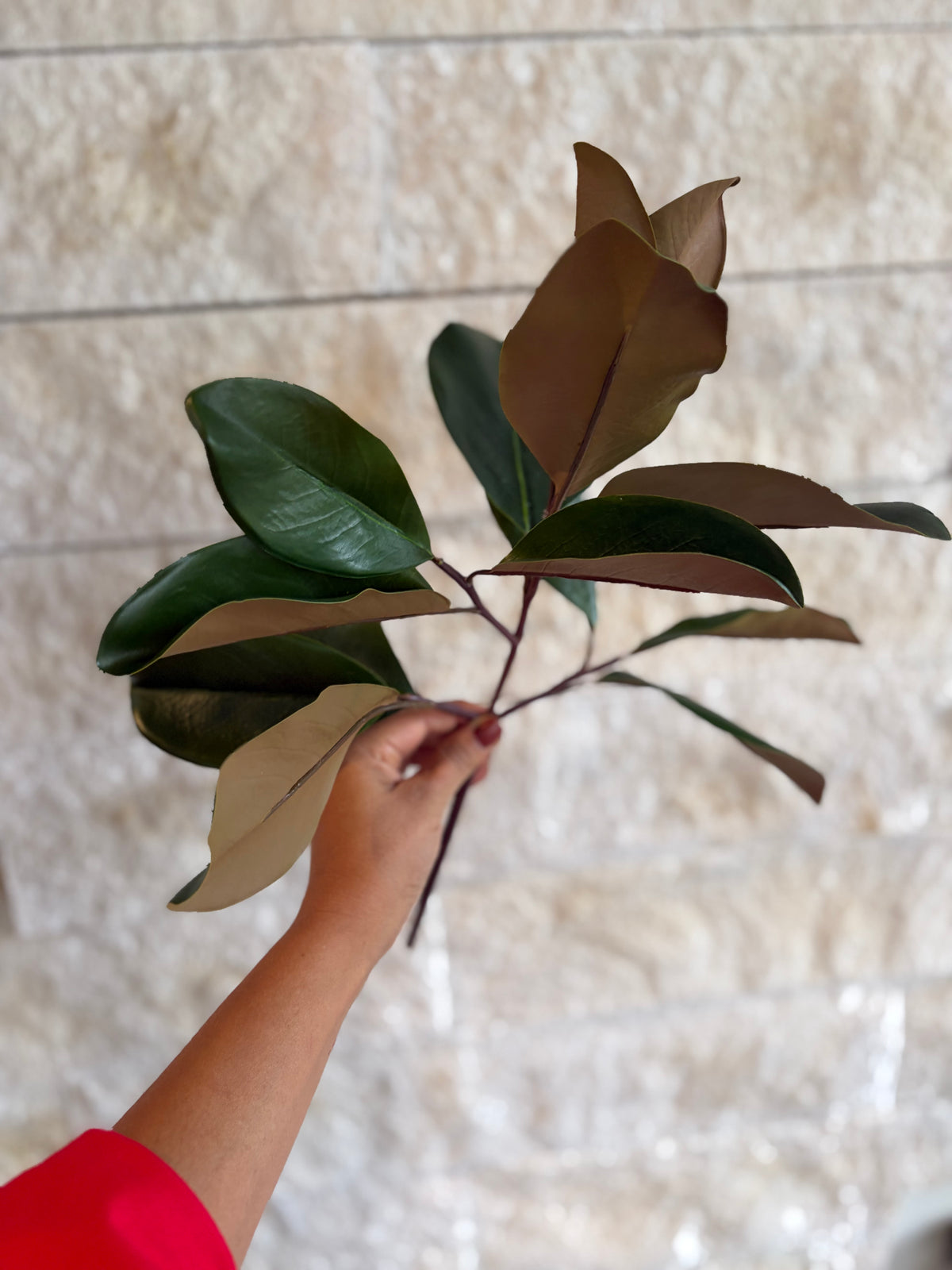 16" Magnolia Stem