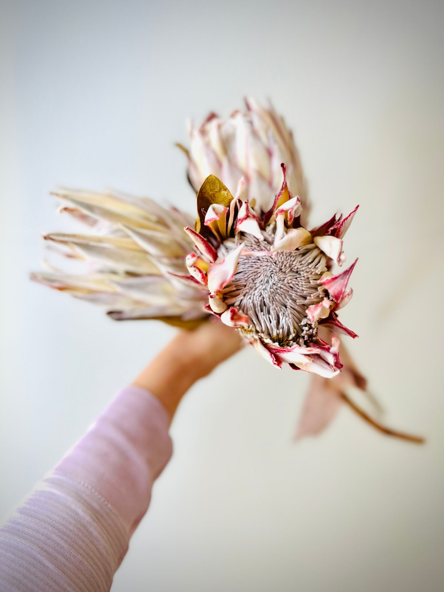 Blush Dried King Protea Stems- Set of 3