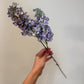 Lilac Flower Stem