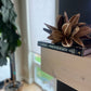 Dried Star Pod