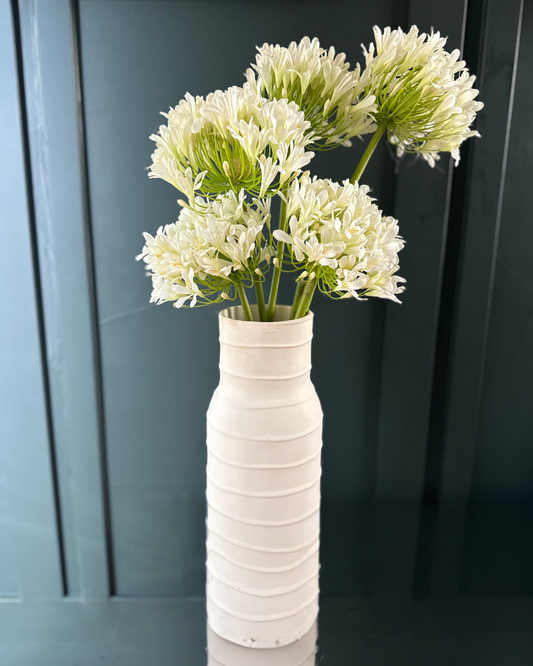 White Agapanthus Stem