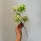 Green & White Centaurea Thistle Spray