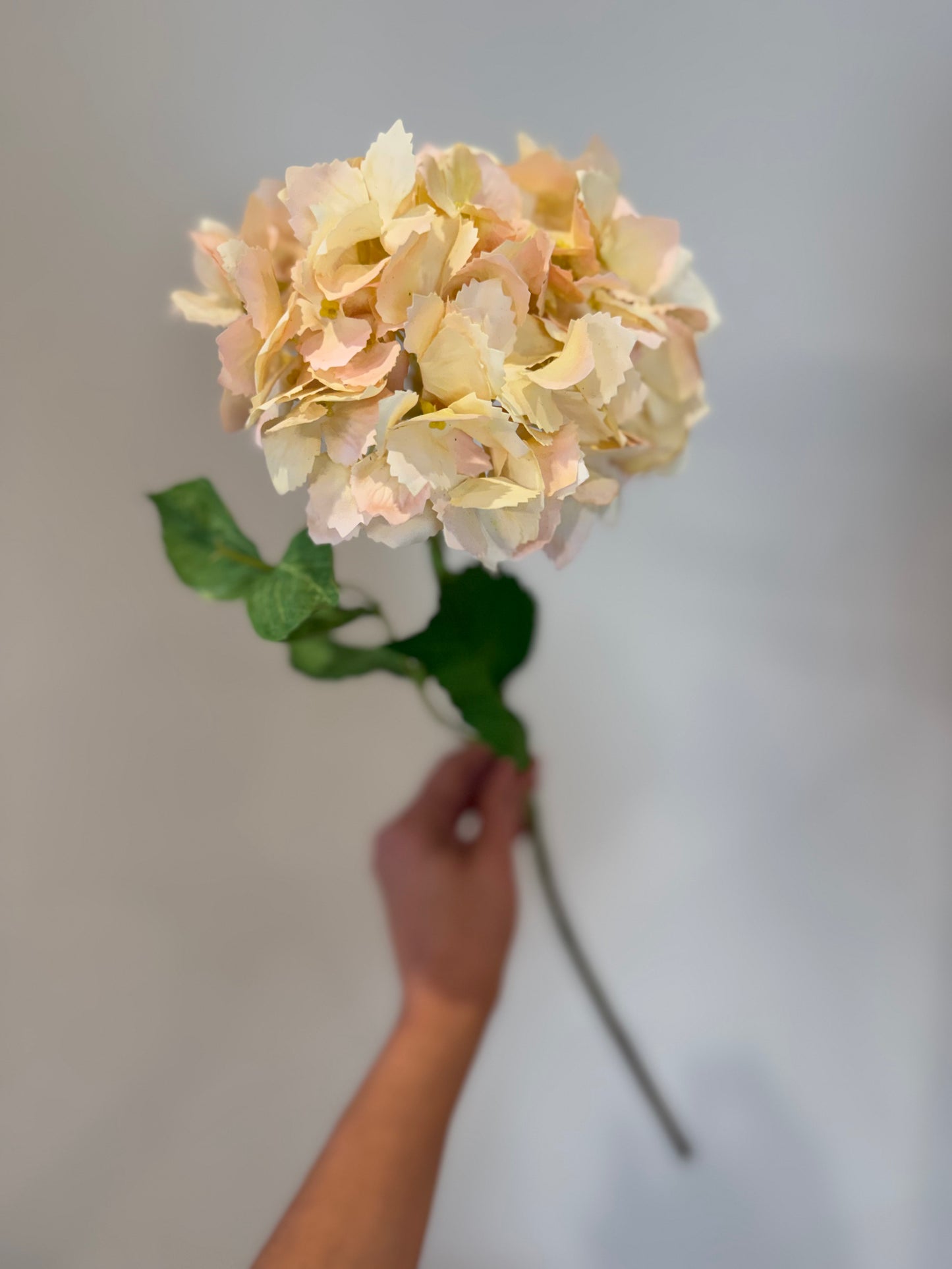 Peach Hydrangea Stem