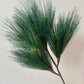 Long Needle Pine Stem