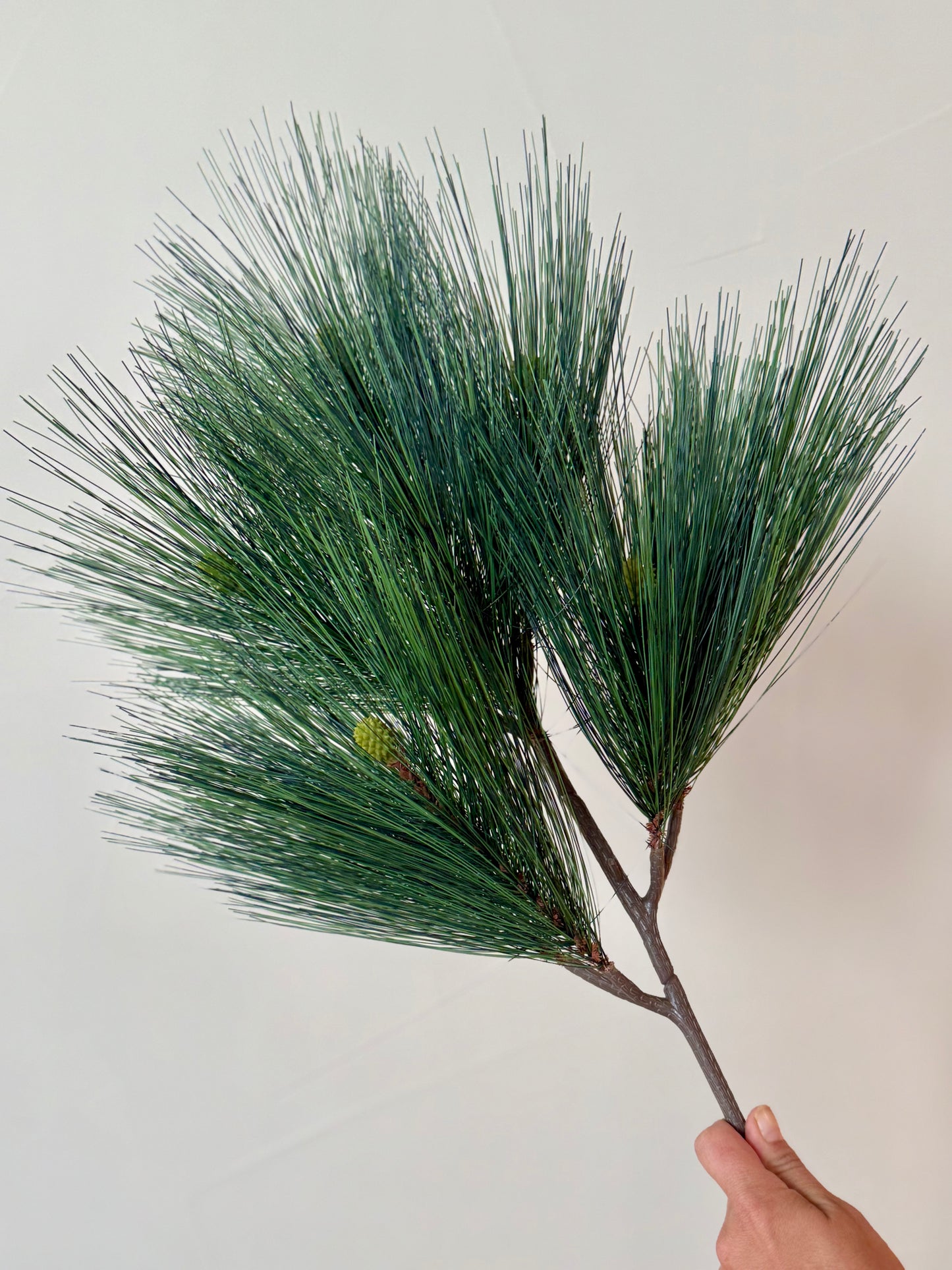 Long Needle Pine Stem