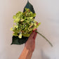 Green Peach Hydrangea Stem