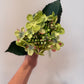 Green Peach Hydrangea Stem