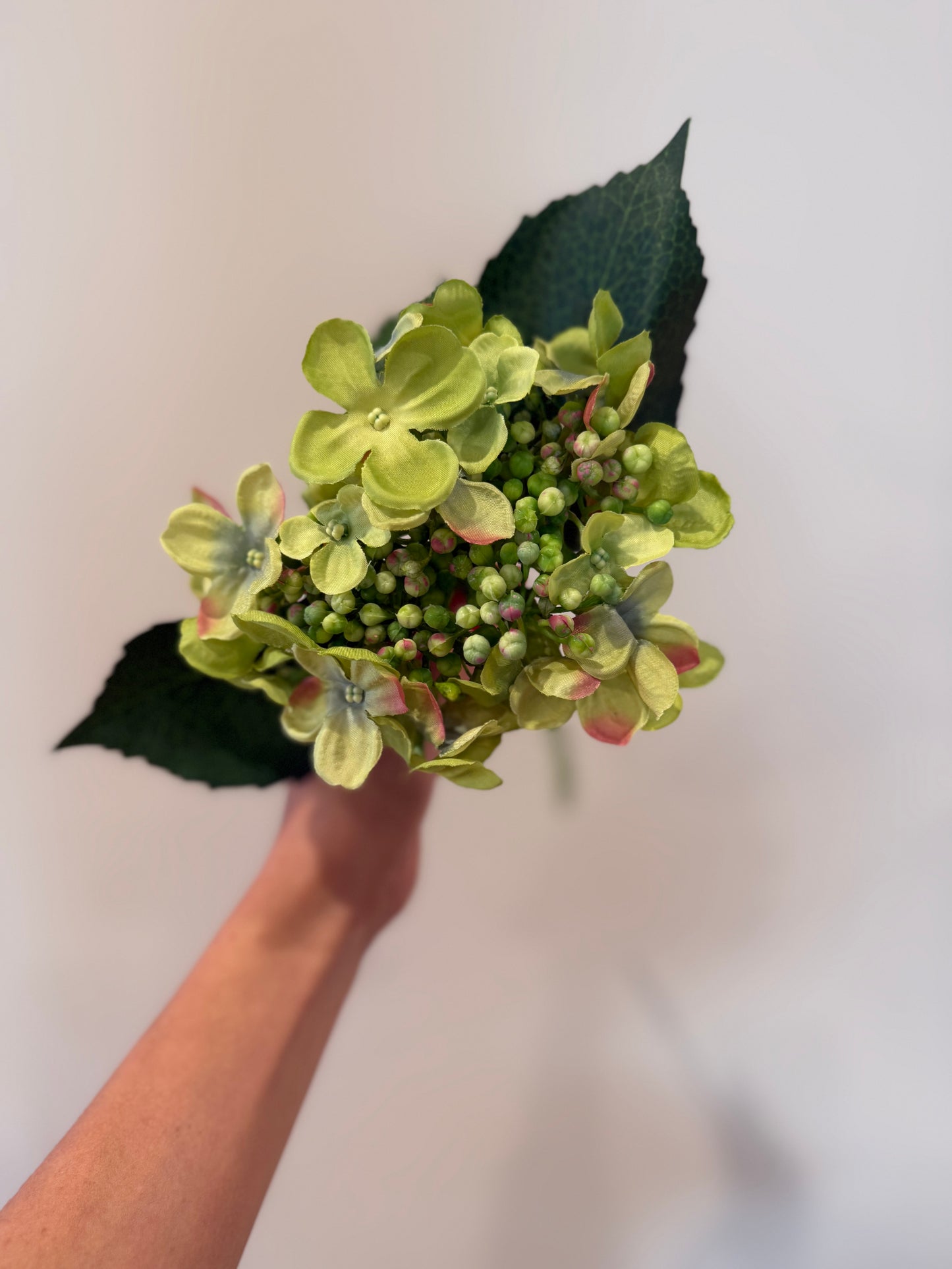 Green Peach Hydrangea Stem