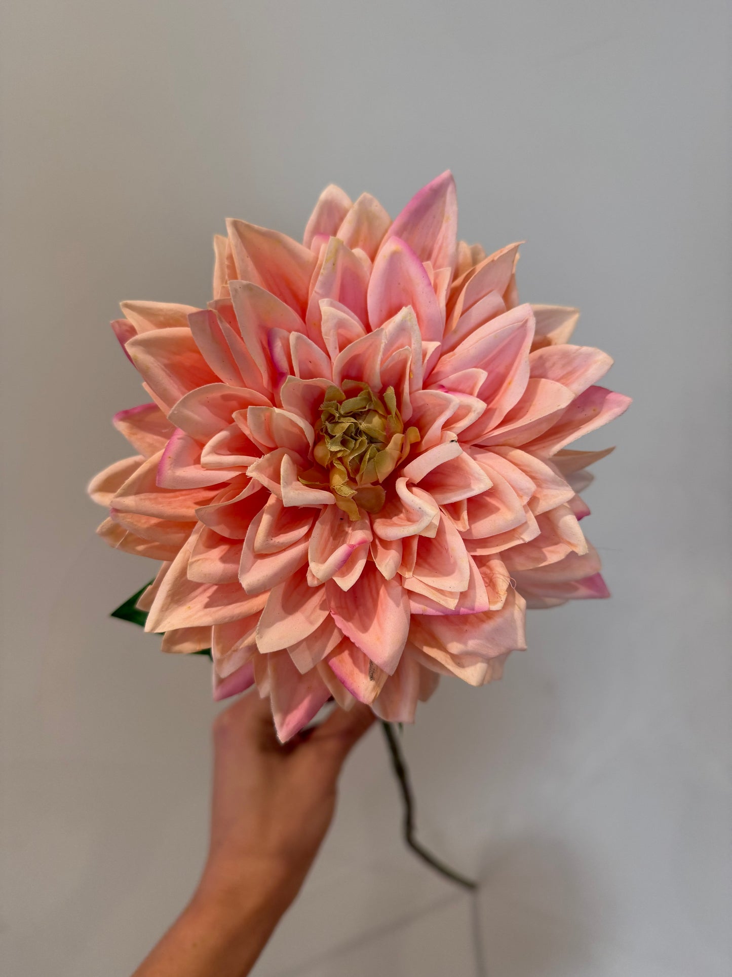 Peach Dahlia Stem