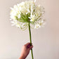 White Agapanthus Stem