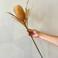 Banskia Faux Neutral Stem 12" Stem