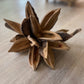 Dried Star Pod