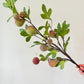 Fig Stem