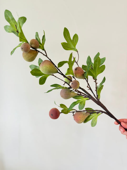 Fig Stem