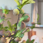 Fig Stem